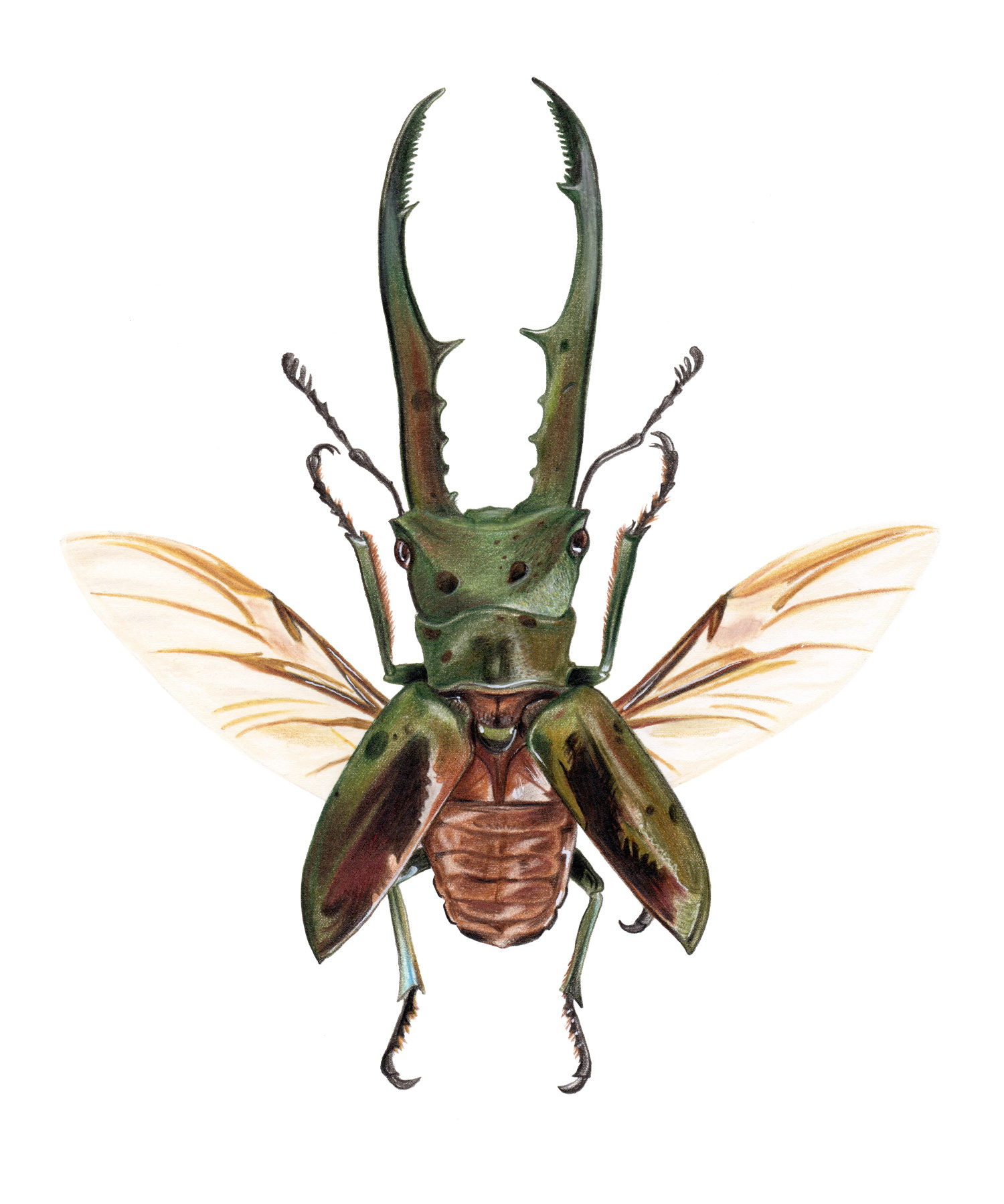 Cyclommatus-metallifer