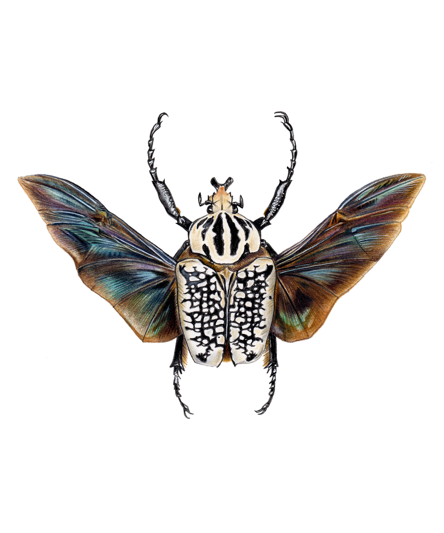 Goliathus-orientalis