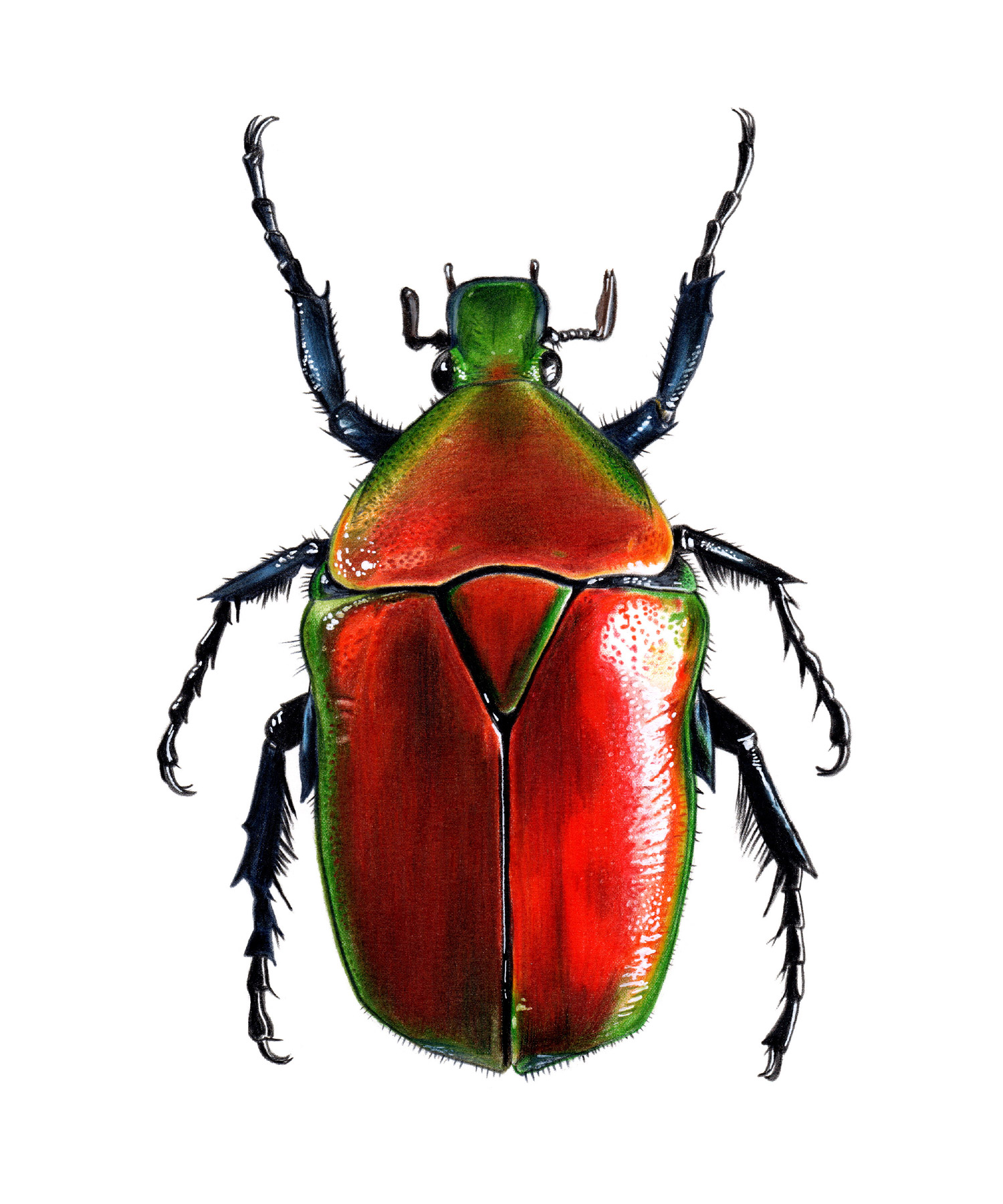 Torynorrhina-flammea