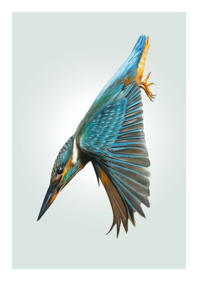 Kingfisher Fine Art Giclée print - Alcedo atthis