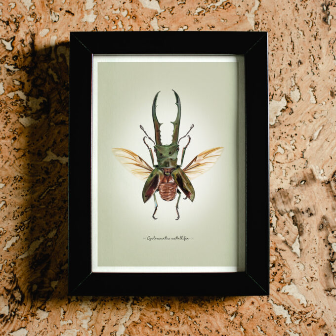 Metallic Stag Beetle Fine Art Giclée print - Cyclommatus metallifer - Image 3
