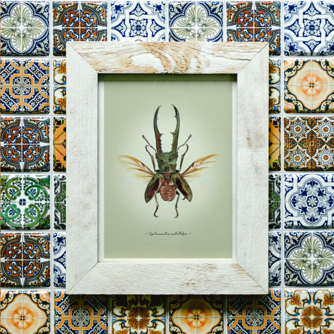 Metallic Stag Beetle Fine Art Giclée print - Cyclommatus metallifer - Image 4