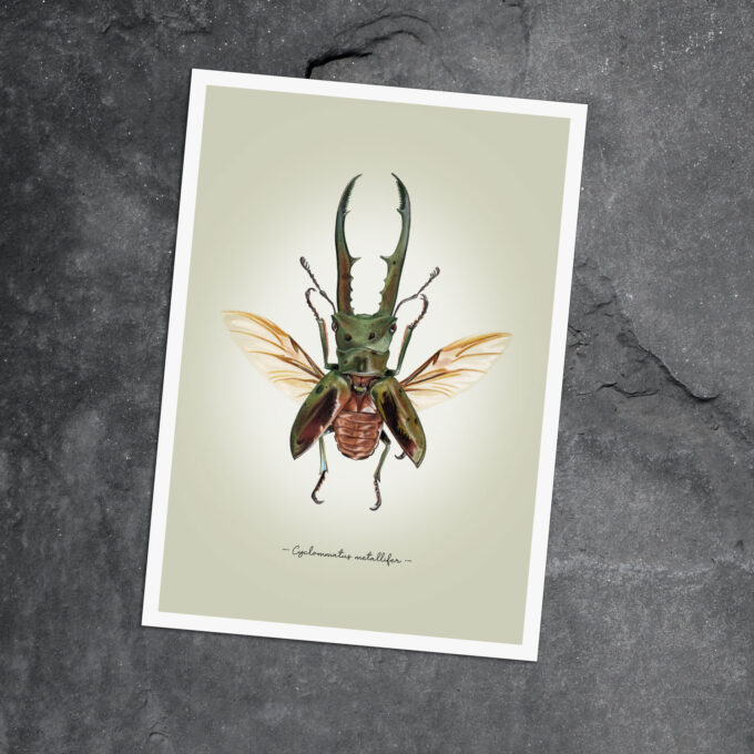 Metallic Stag Beetle Fine Art Giclée print - Cyclommatus metallifer - Image 6