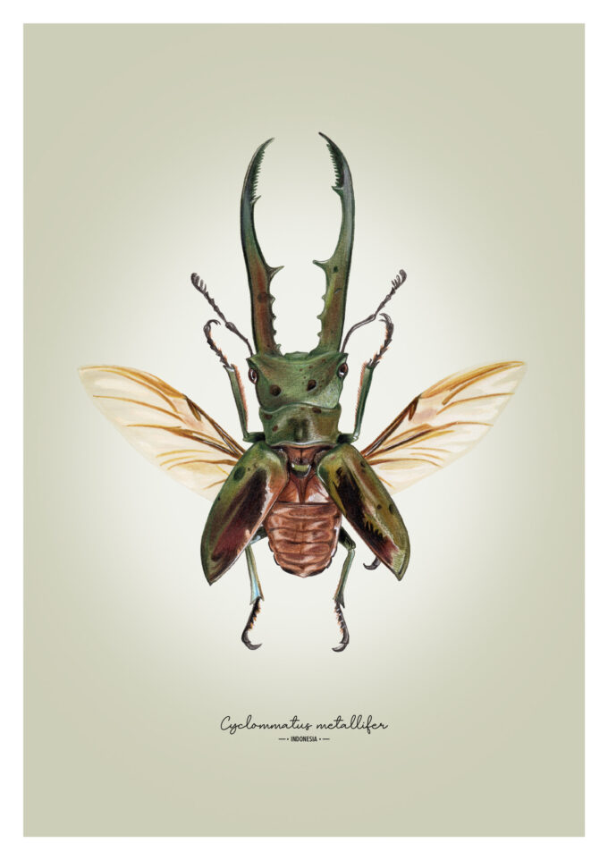 Metallic Stag Beetle Fine Art Giclée print - Cyclommatus metallifer