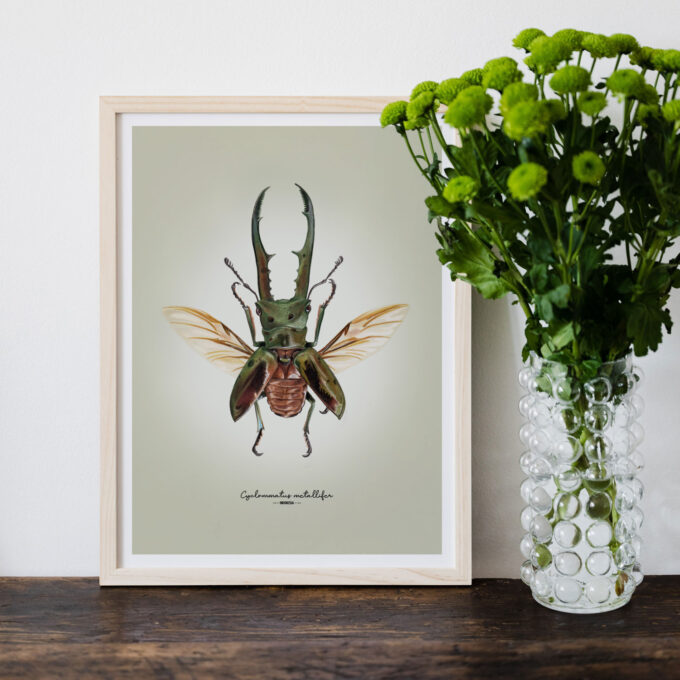Metallic Stag Beetle Fine Art Giclée print - Cyclommatus metallifer - Image 5