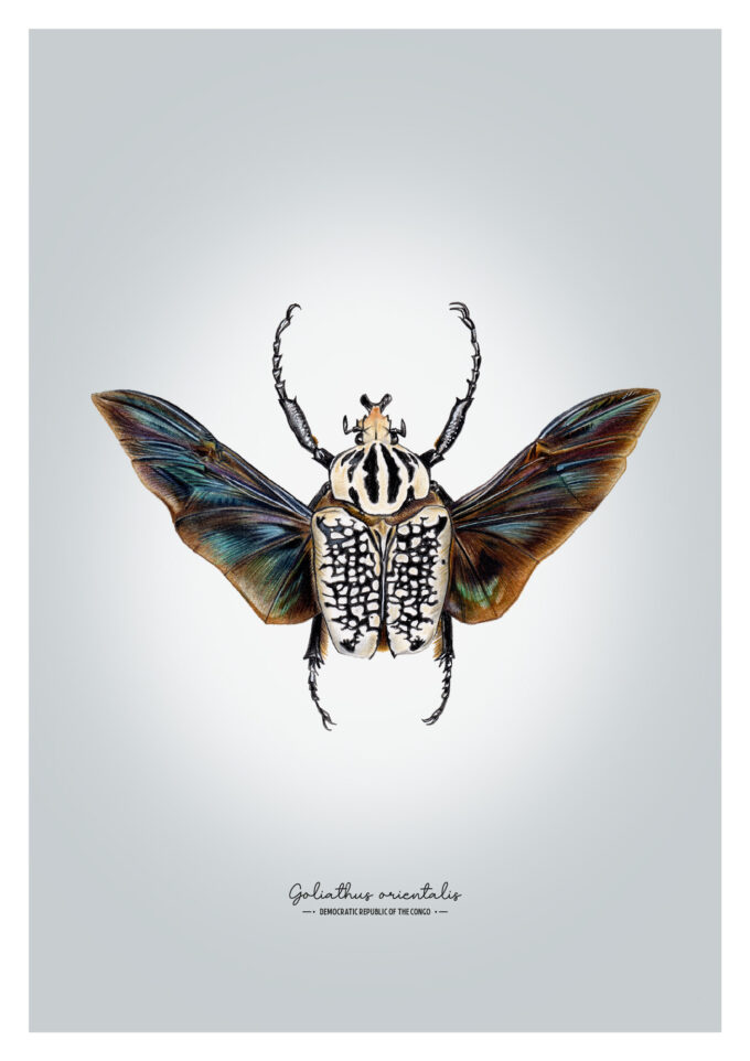Goliath Beetle Fine Art Giclée Print – Goliathus meleagris