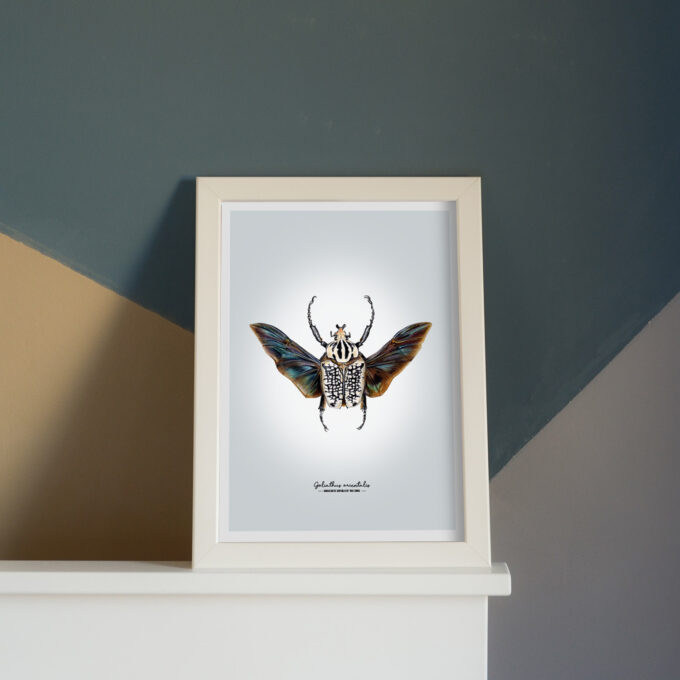 Goliath Beetle Fine Art Giclée Print – Goliathus meleagris - Image 3
