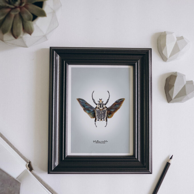 Goliath Beetle Fine Art Giclée Print – Goliathus meleagris - Image 4