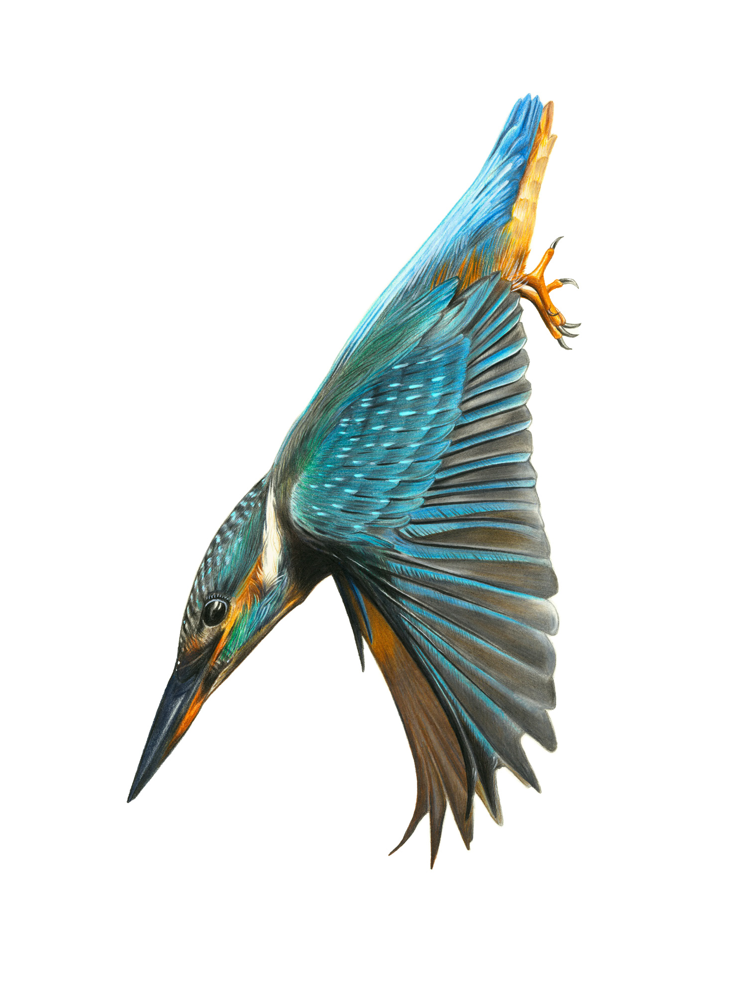 KINGFISHER_1