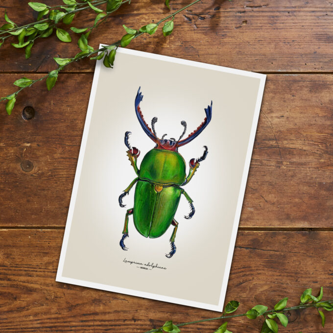 Green Stag Beetle Fine Art Giclée Print - Lamprima adolphinae - Image 3