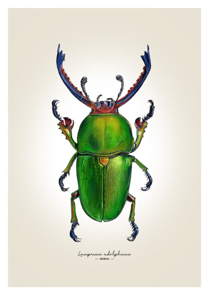 Green Stag Beetle Fine Art Giclée Print - Lamprima adolphinae