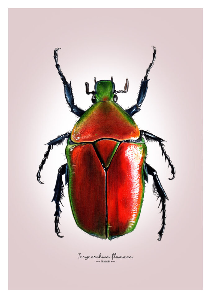 Red flower Beetle Fine Art Giclée print – Torynorrhina flammea
