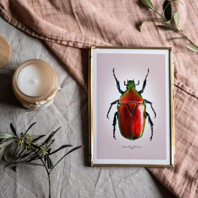 Red flower Beetle Fine Art Giclée print – Torynorrhina flammea - Image 2