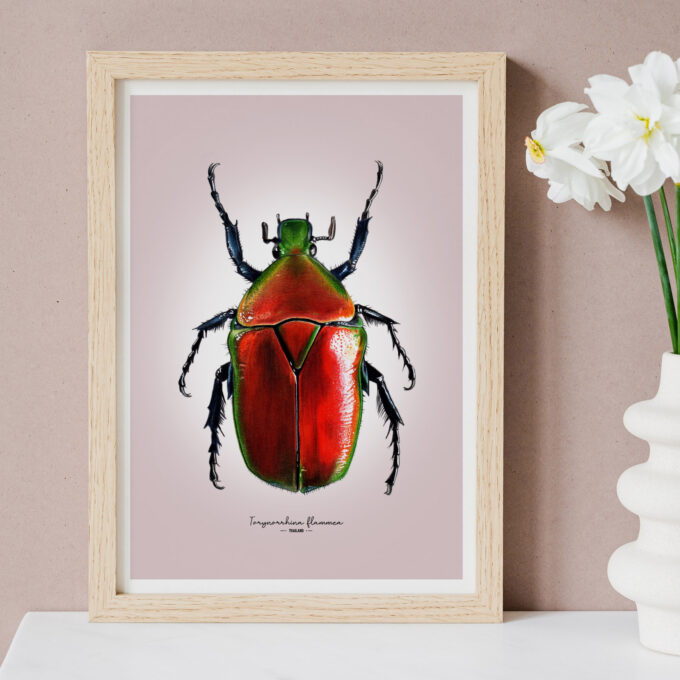 Red flower Beetle Fine Art Giclée print – Torynorrhina flammea - Image 6