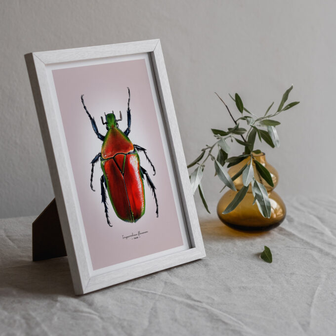 Red flower Beetle Fine Art Giclée print – Torynorrhina flammea - Image 3