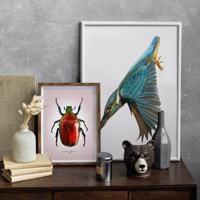 Red flower Beetle Fine Art Giclée print – Torynorrhina flammea - Image 5