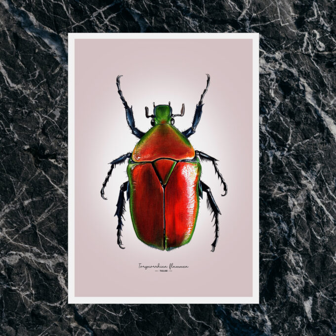 Red flower Beetle Fine Art Giclée print – Torynorrhina flammea - Image 4