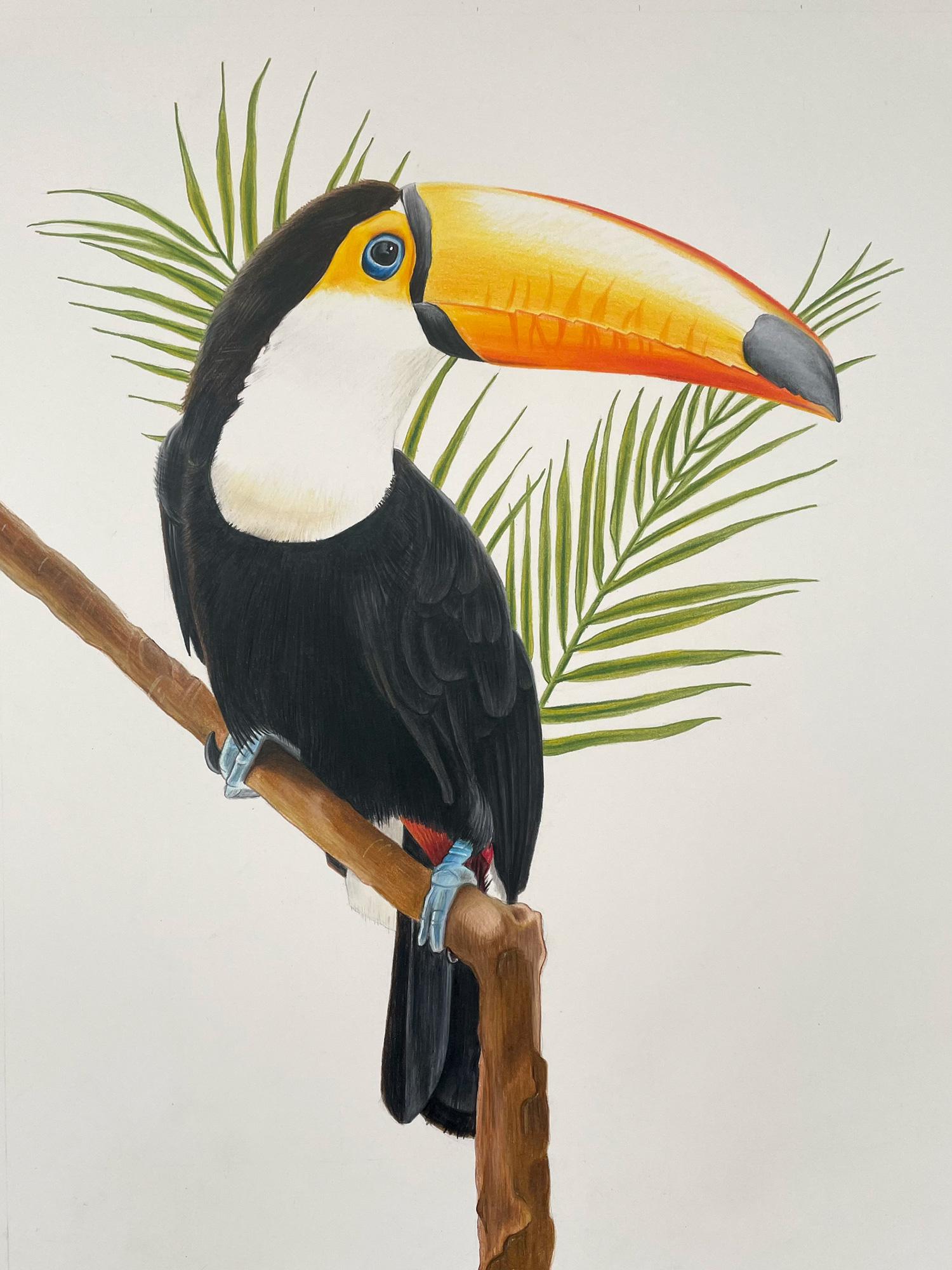 Toucan-artwork