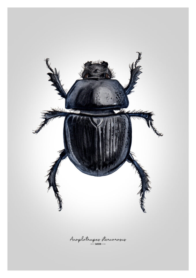 Dor Beetle Fine Art Giclée Print – Anoplotrupes stercorosus