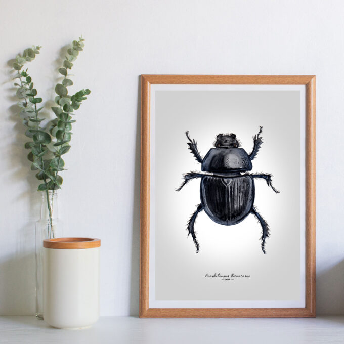 Dor Beetle Fine Art Giclée Print – Anoplotrupes stercorosus - Image 4