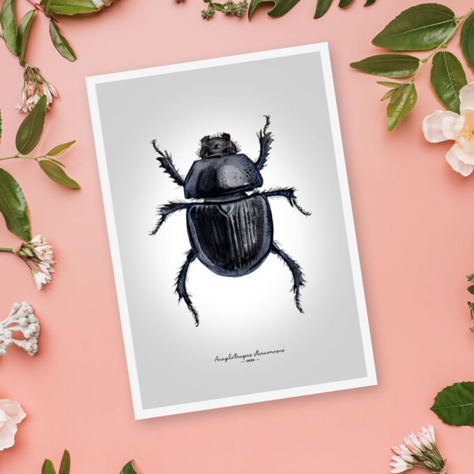 Dor Beetle Fine Art Giclée Print – Anoplotrupes stercorosus - Image 3