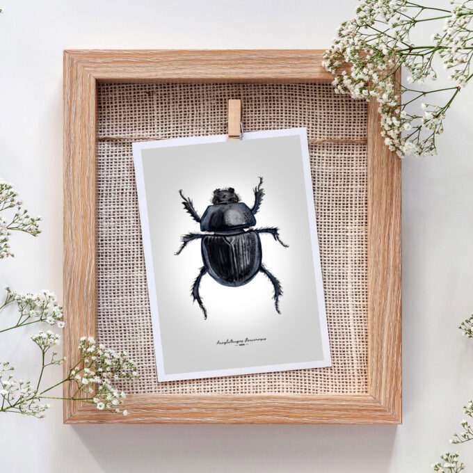 Dor Beetle Fine Art Giclée Print – Anoplotrupes stercorosus - Image 6