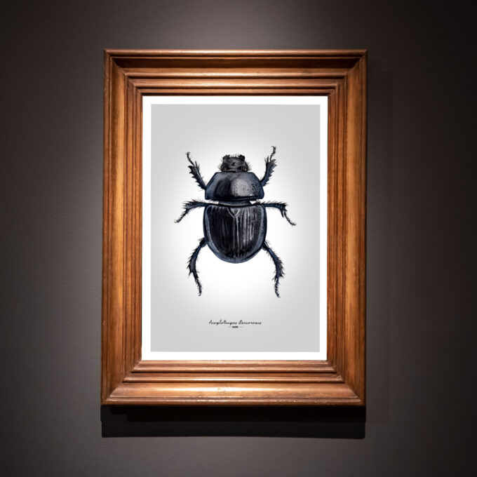 Dor Beetle Fine Art Giclée Print – Anoplotrupes stercorosus - Image 5