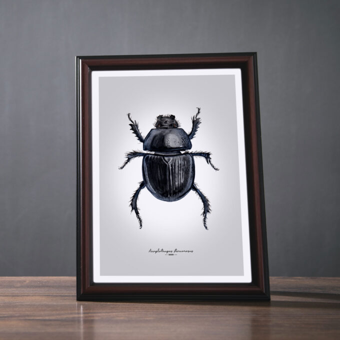 Dor Beetle Fine Art Giclée Print – Anoplotrupes stercorosus - Image 2
