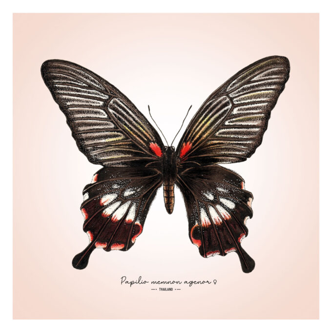 Great Mormon Butterfly Fine Art Giclée - Papilio memnon agenor