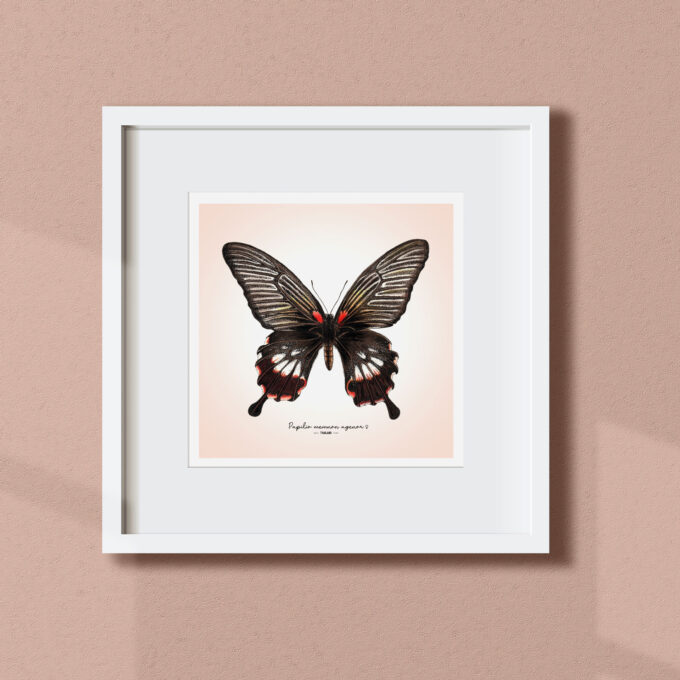 Great Mormon Butterfly Fine Art Giclée - Papilio memnon agenor - Image 5