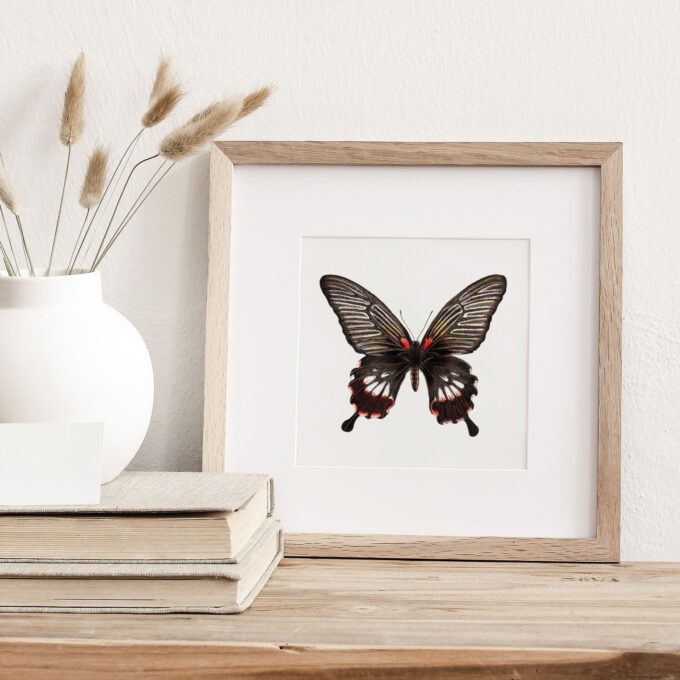 Great Mormon Butterfly Fine Art Giclée - Papilio memnon agenor - Image 3
