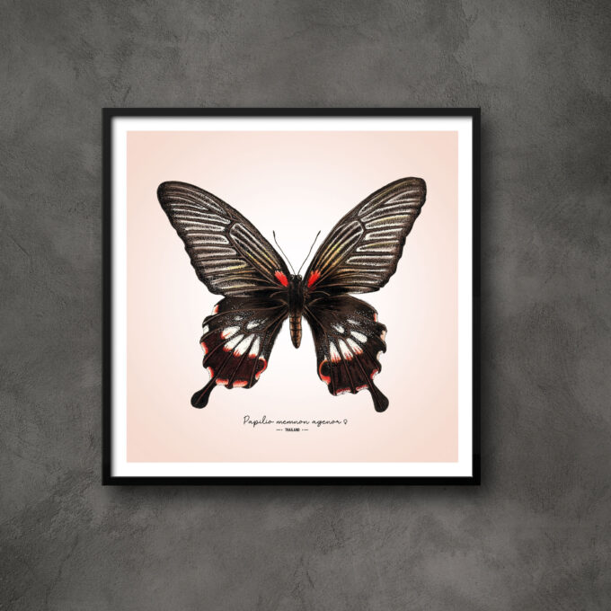 Great Mormon Butterfly Fine Art Giclée - Papilio memnon agenor - Image 2