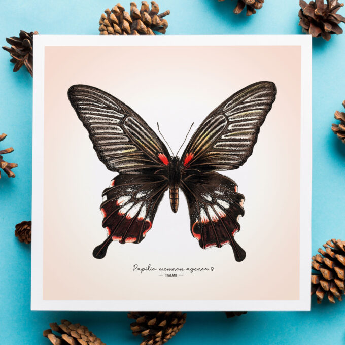 Great Mormon Butterfly Fine Art Giclée - Papilio memnon agenor - Image 4