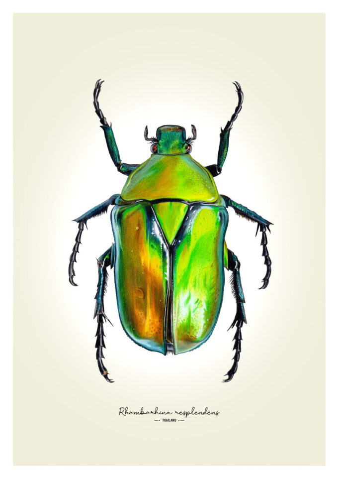 Green Flower Beetle Fine Art Giclée Print - Rhomborhina resplendens
