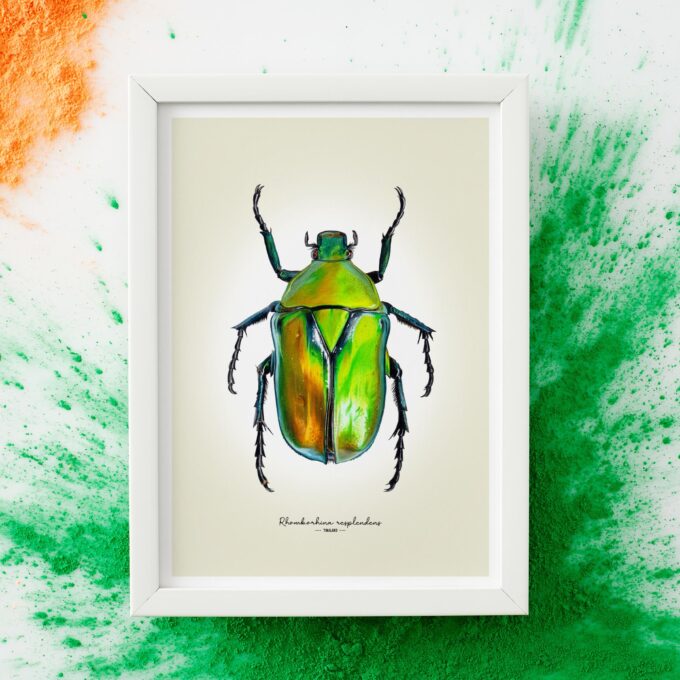 Green Flower Beetle Fine Art Giclée Print - Rhomborhina resplendens - Image 2