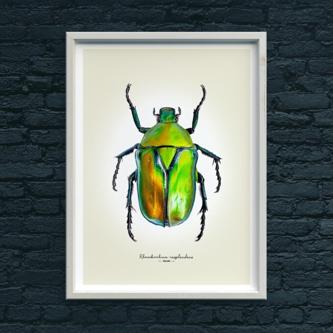Green Flower Beetle Fine Art Giclée Print - Rhomborhina resplendens - Image 3
