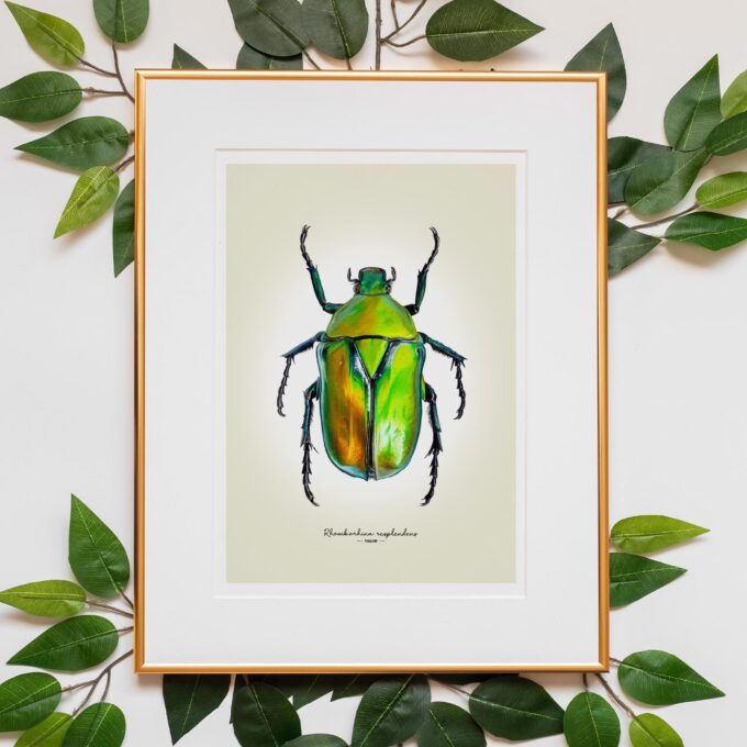 Green Flower Beetle Fine Art Giclée Print - Rhomborhina resplendens - Image 5