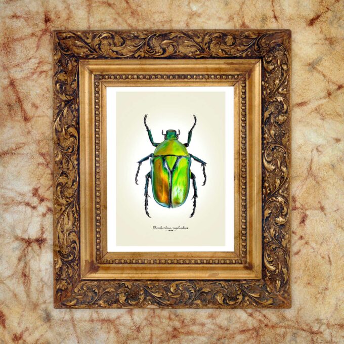 Green Flower Beetle Fine Art Giclée Print - Rhomborhina resplendens - Image 4