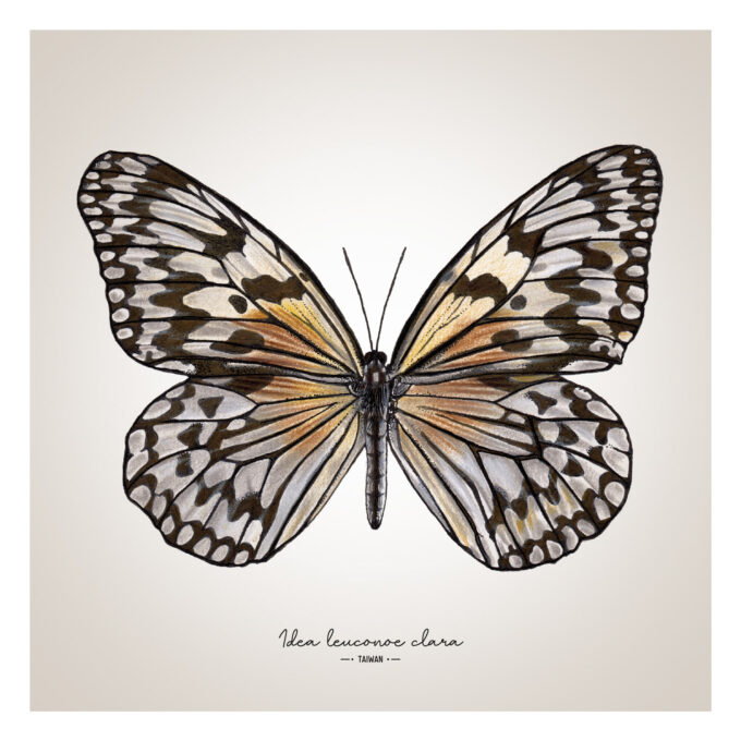 Paper Kite Butterfly Giclée Fine Art Print - Idea leuconoe clara