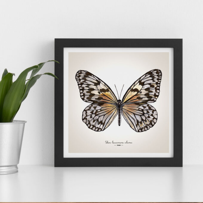 Paper Kite Butterfly Giclée Fine Art Print - Idea leuconoe clara - Image 3