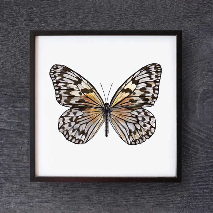 Paper Kite Butterfly Giclée Fine Art Print - Idea leuconoe clara - Image 5