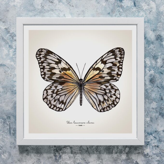 Paper Kite Butterfly Giclée Fine Art Print - Idea leuconoe clara - Image 2