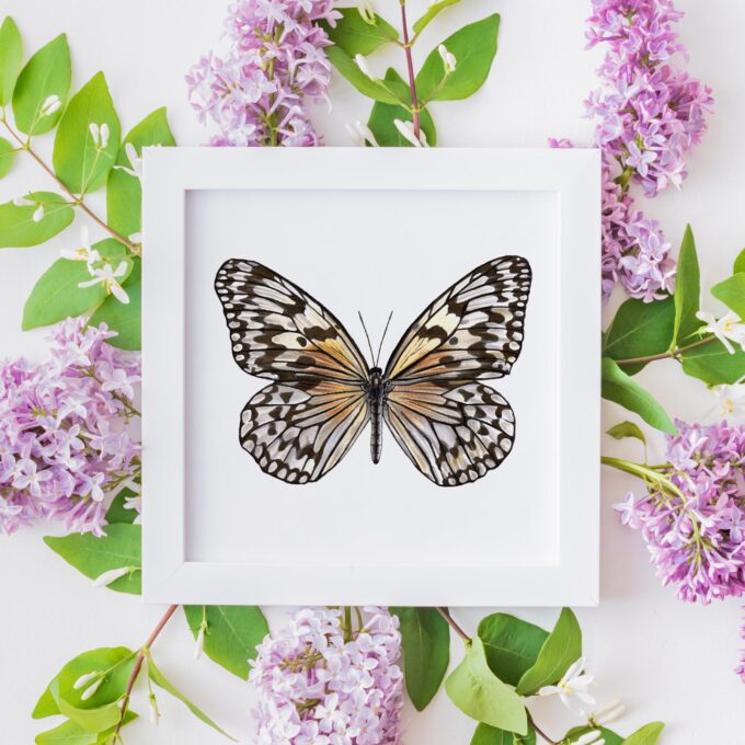 Paper Kite Butterfly Giclée Fine Art Print - Idea leuconoe clara - Image 6