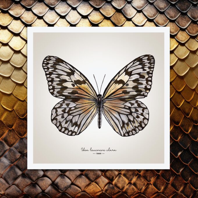 Paper Kite Butterfly Giclée Fine Art Print - Idea leuconoe clara - Image 4