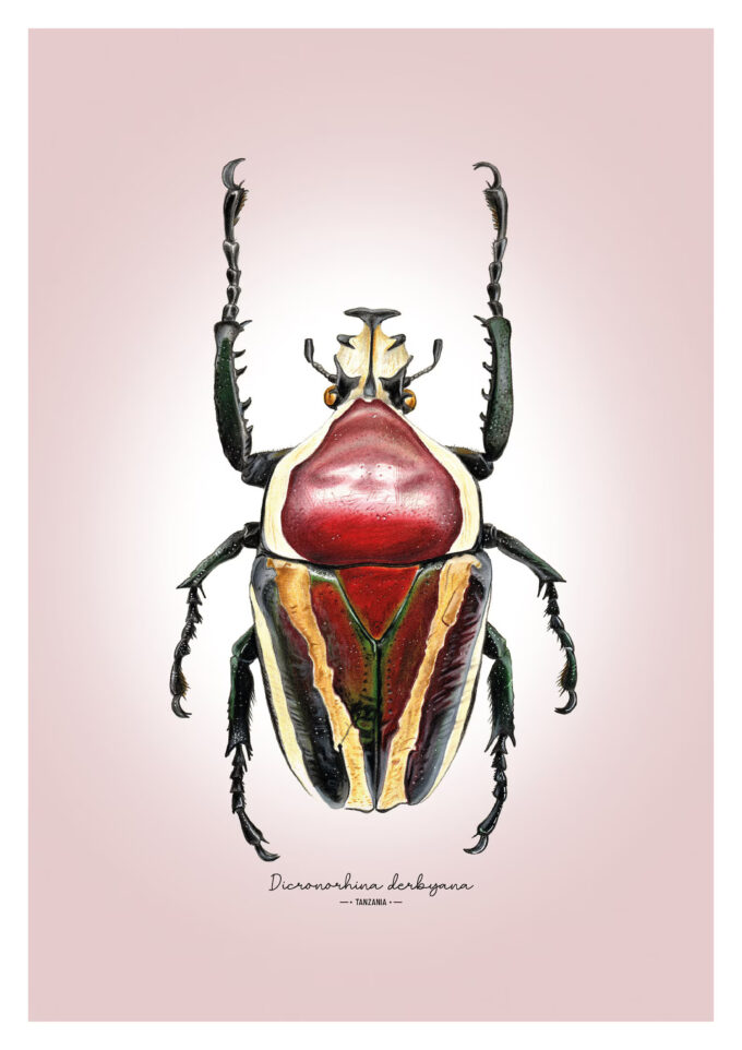 Derby's Flower Beetle Fine Art Giclée print – Dicronorhina derbyana