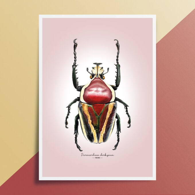 Derby's Flower Beetle Fine Art Giclée print – Dicronorhina derbyana - Image 2