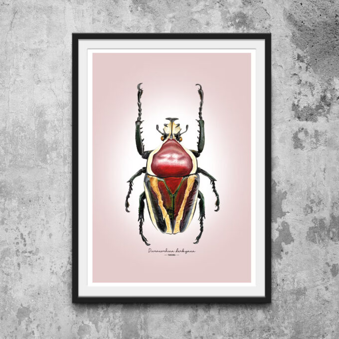 Derby's Flower Beetle Fine Art Giclée print – Dicronorhina derbyana - Image 5