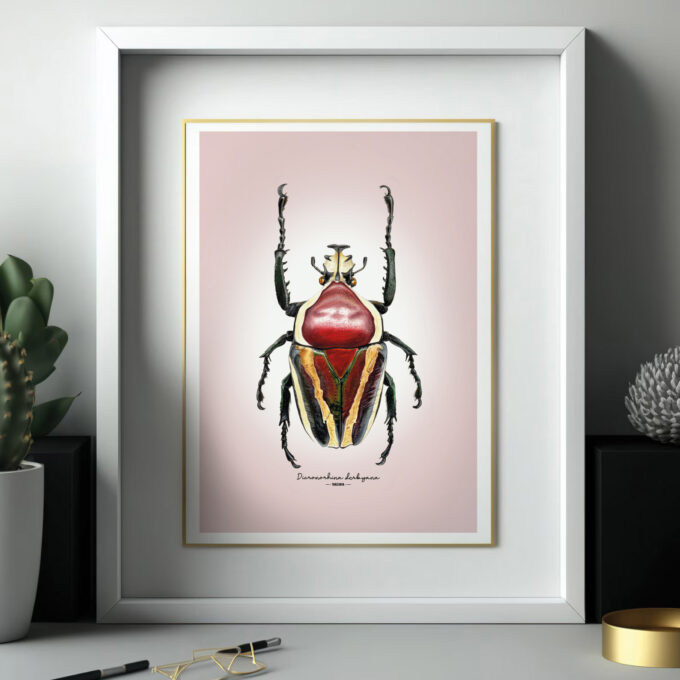 Derby's Flower Beetle Fine Art Giclée print – Dicronorhina derbyana - Image 6