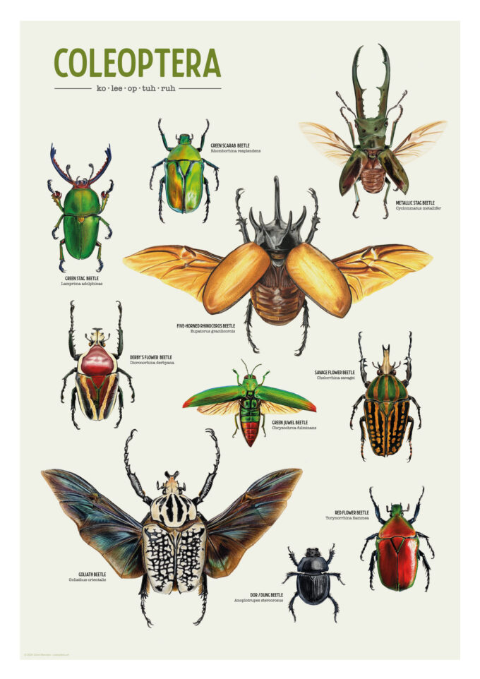 Coleoptera Art Poster: A Celebration of Beetles