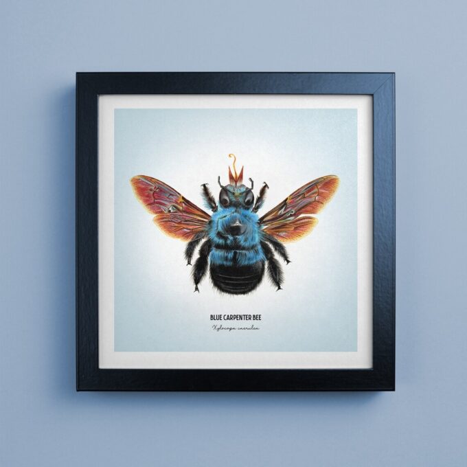 Blue Carpenter Bee Fine Art Giclée print – Xylocopa caerulea - Image 5